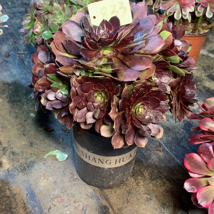 833黑寡妇多肉一物一拍