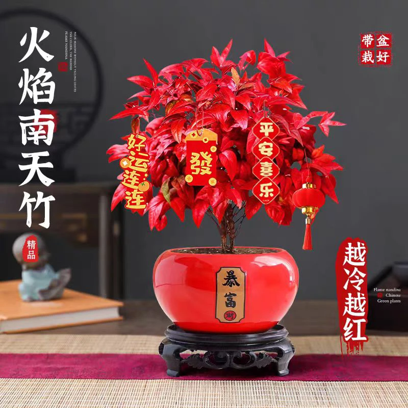 火焰南天竹红叶盆栽绿植如意禅意四季观叶桌面摆件耐寒好养活植物