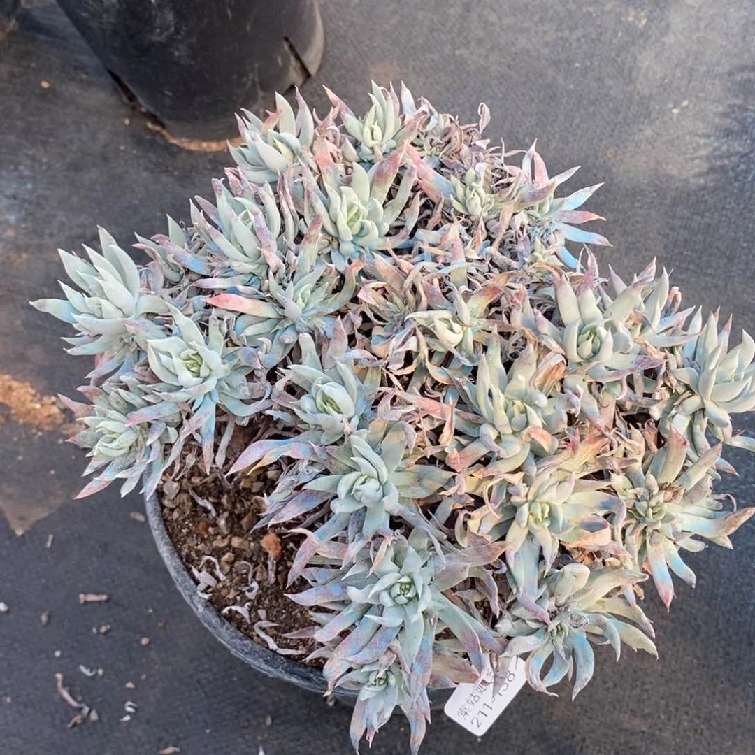 138号奴婢吉娜瑕疵瑕疵