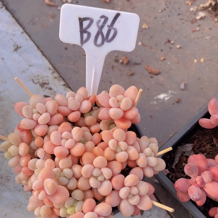 健健康康平平安安