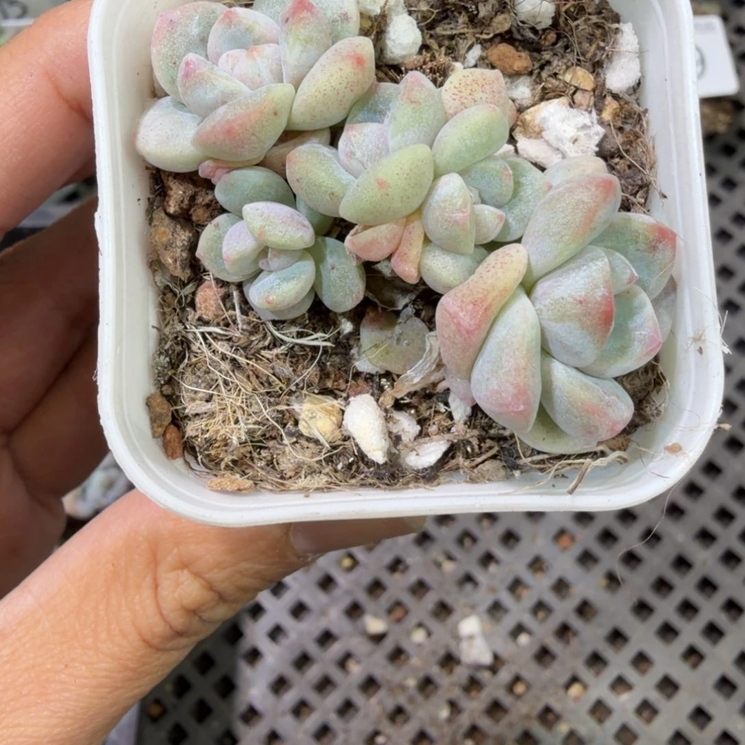 211 号到手1筐，江北多肉