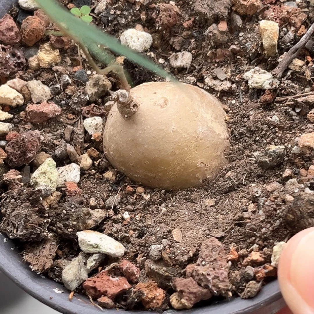 潮流植物润肺草，福利漏