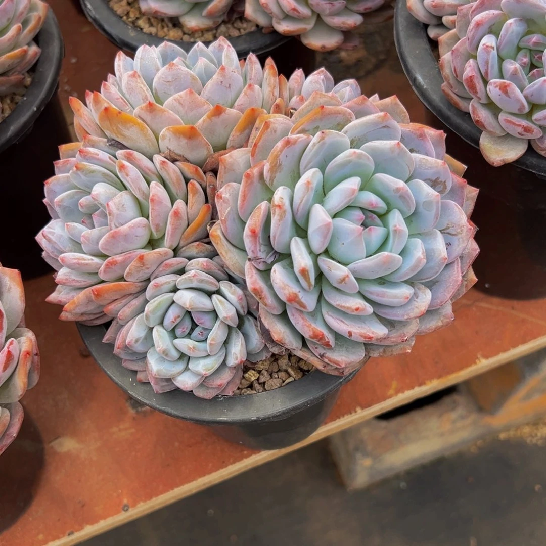 丑***哥遇见多肉园艺丑哥星影