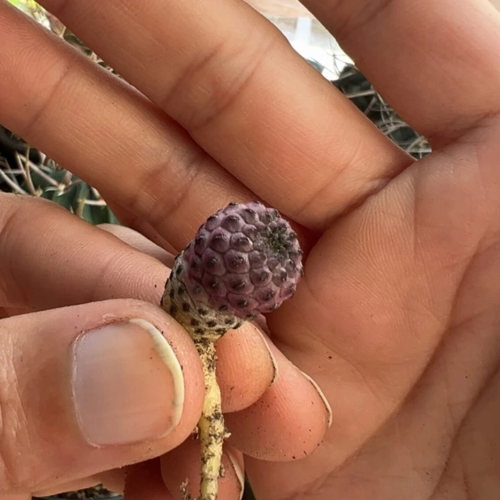 紫丽丸实生1.3厘米左右