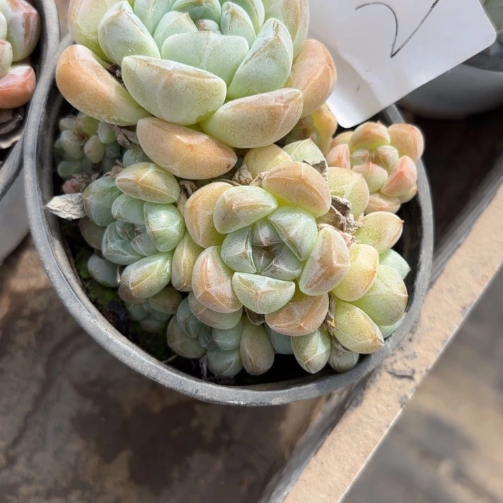 闪吼2哈哈哈哈哈哈哈哈哈哈哈哈还去