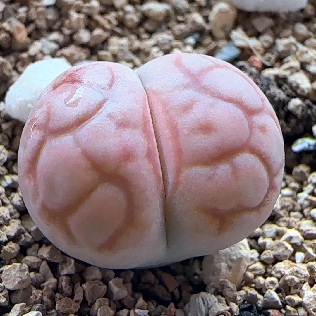 0561/女娲石/多肉植物/