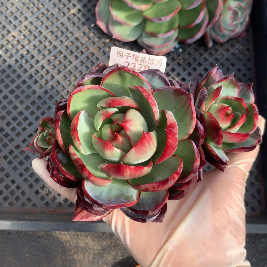 2228号一物一拍14厘米