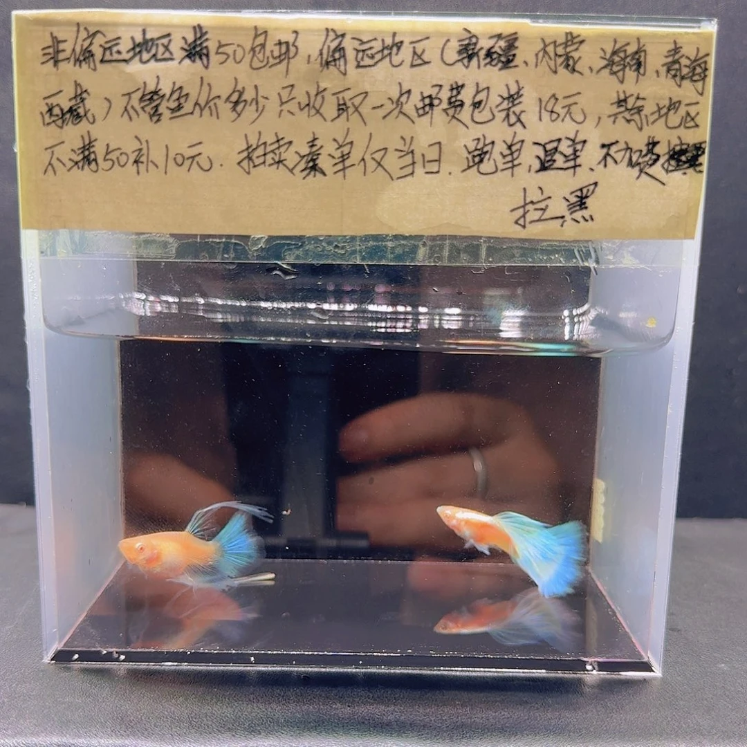 孔雀鱼天空蓝大C一对
