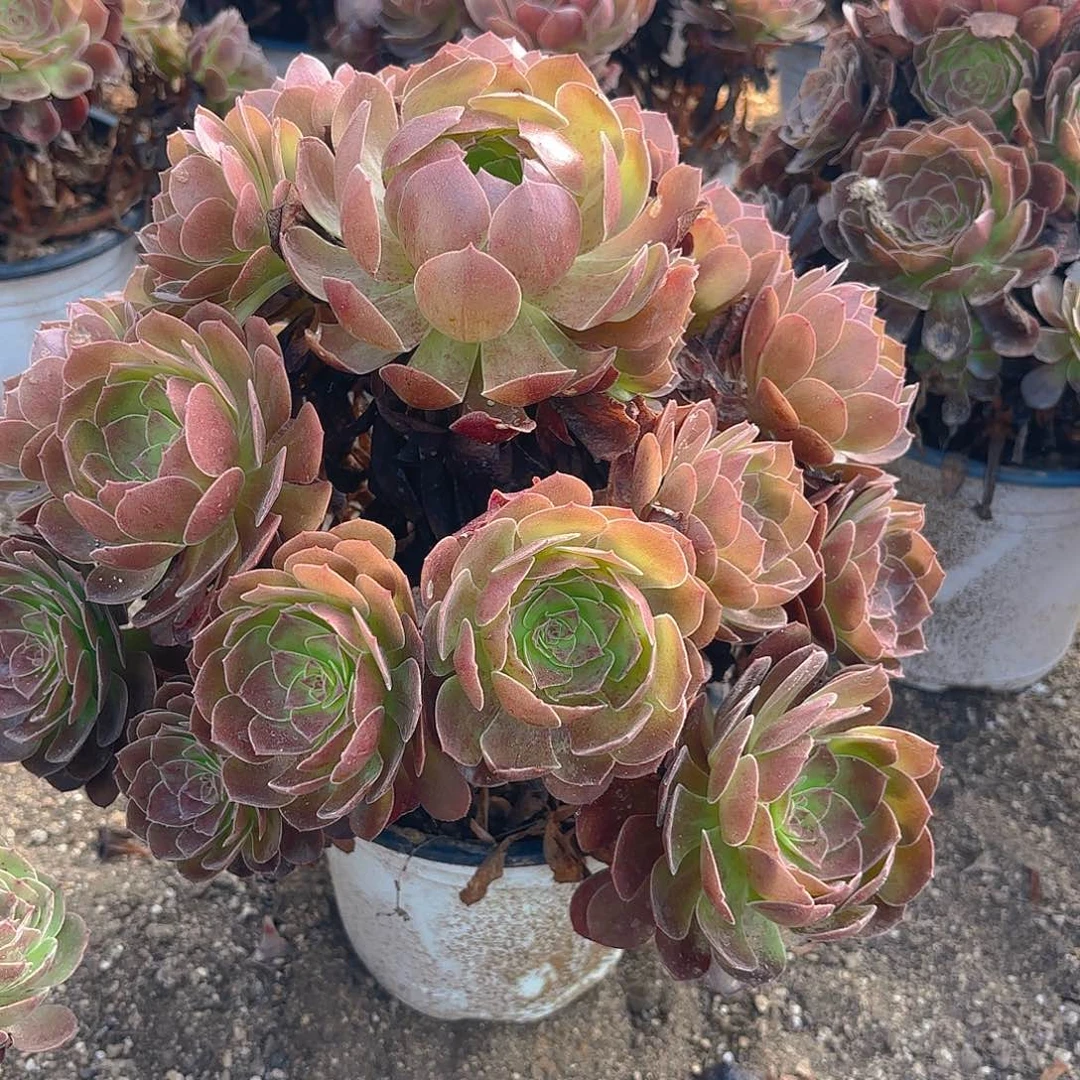 黑美人多肉植物四号