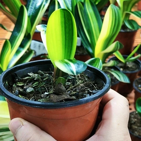 【闪购商品】望*直播间