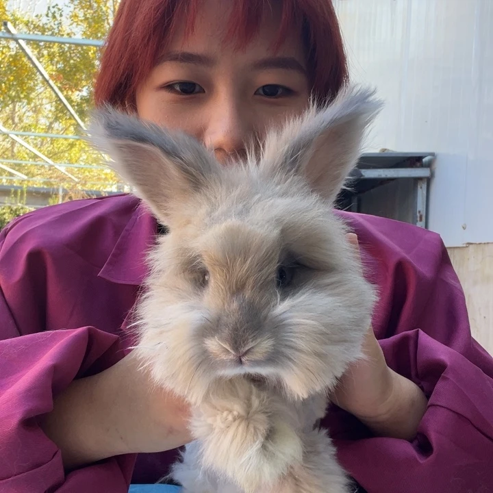 英系安哥拉宠物兔子