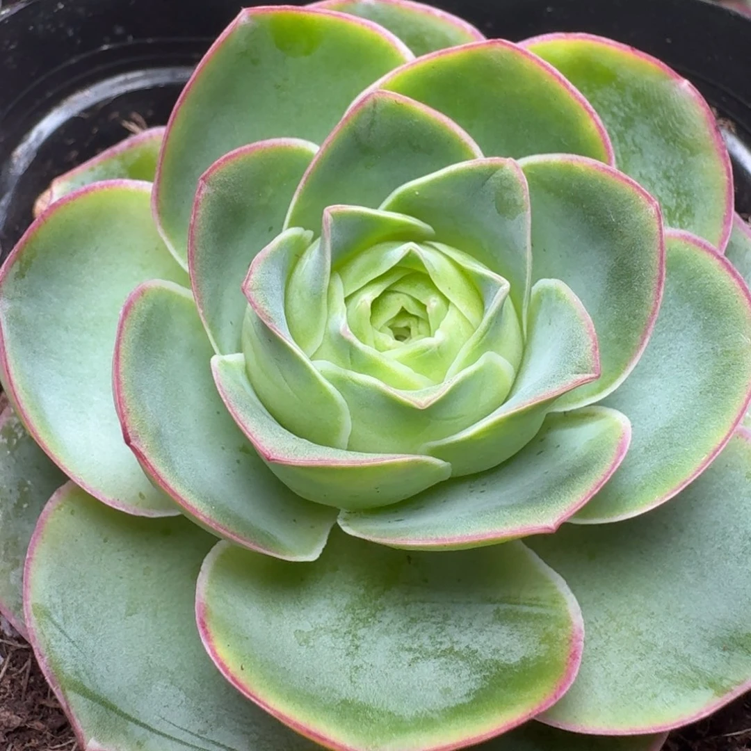 楹楹-826厚叶-冠幅  6cm