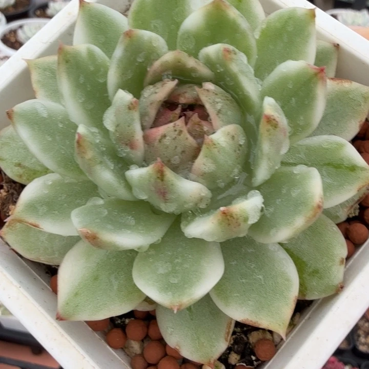黑水晶锦，多肉植物