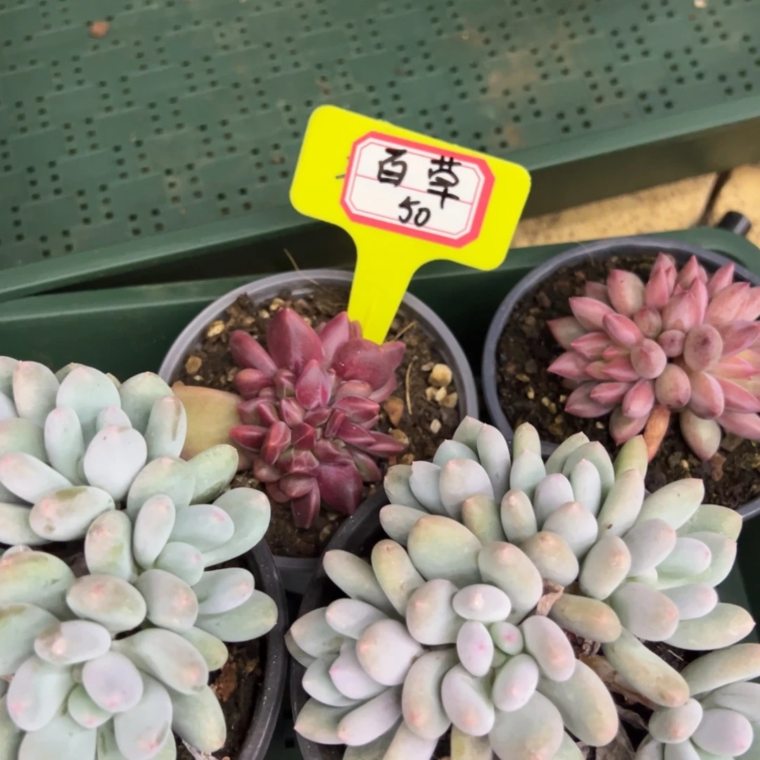 百***堂百草50。