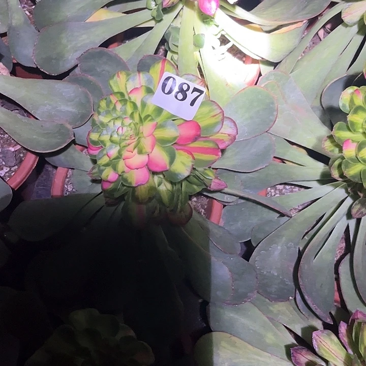金***知府多肉植物087