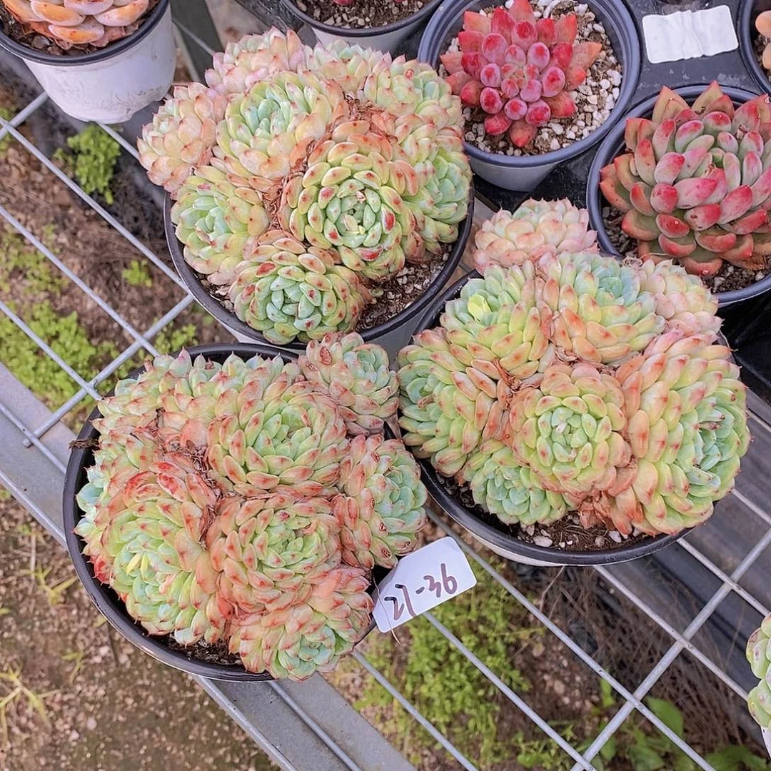 收***州27-36- 打包3颗白胖子大群 专拍