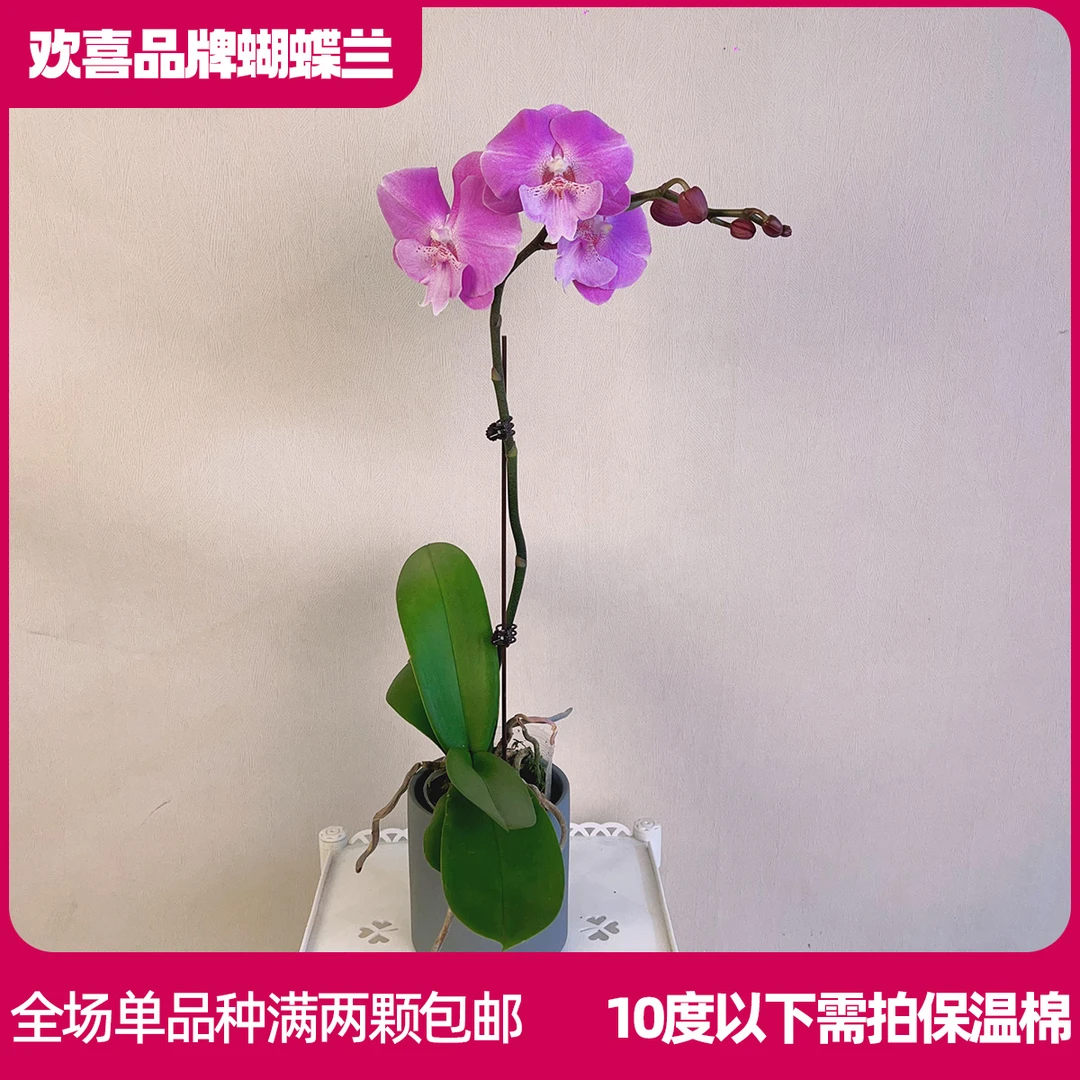 【笑嘻嘻】精品蝴蝶兰鲜花绿植室内花盆景