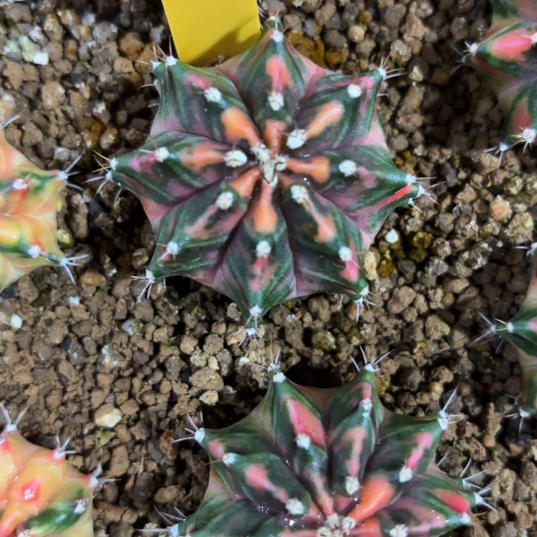 235-1212泰国发货多肉