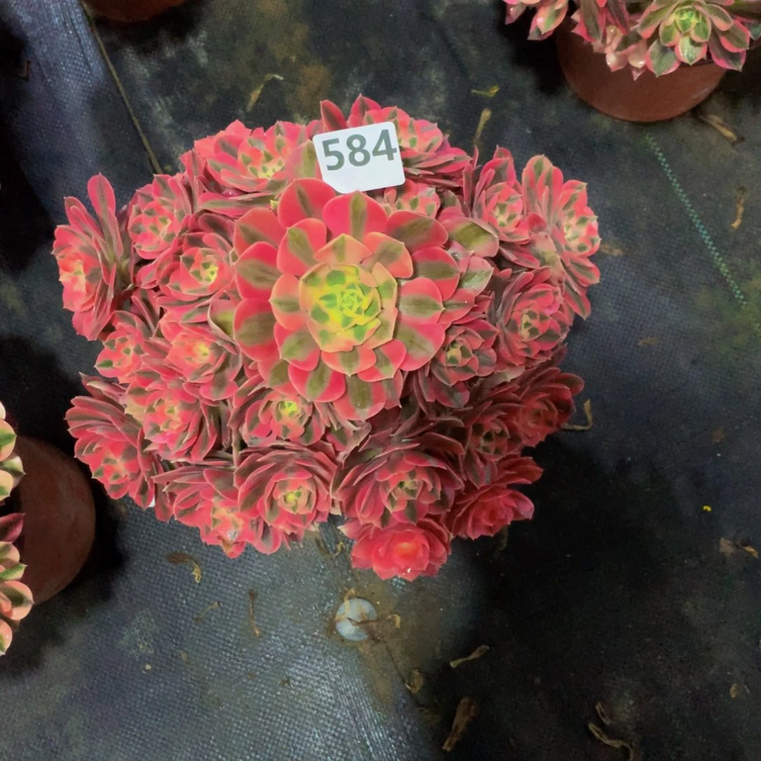 【闪购商品】小***.粉女巫58400000000000