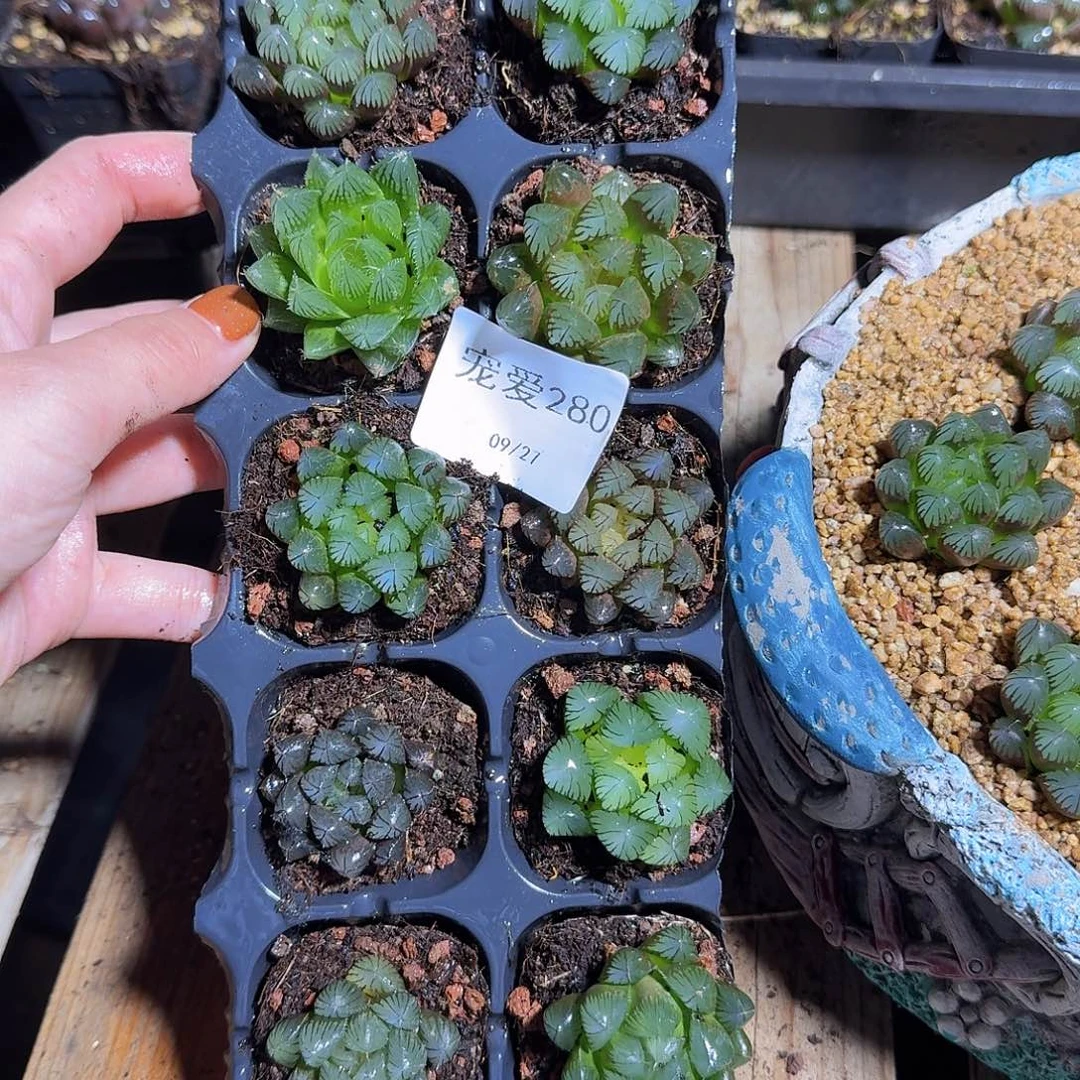 直播福利一物一拍280