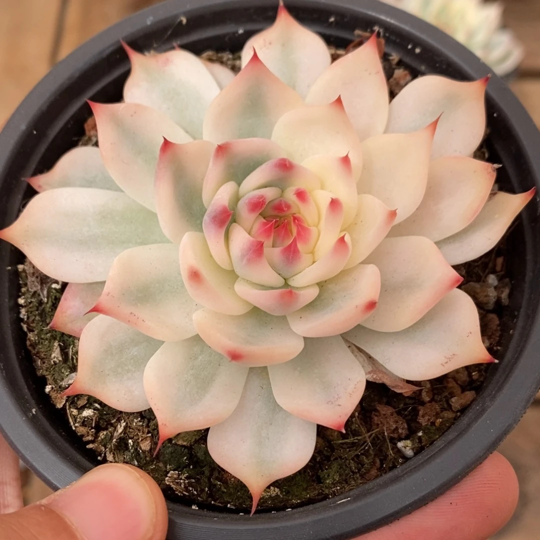 吉娃娃锦多肉植物9139