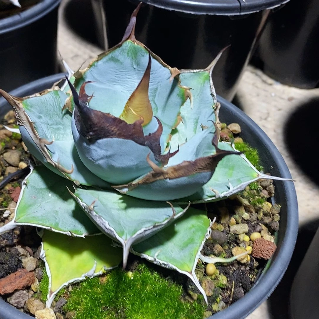 多肉植物龙蛇兰植物