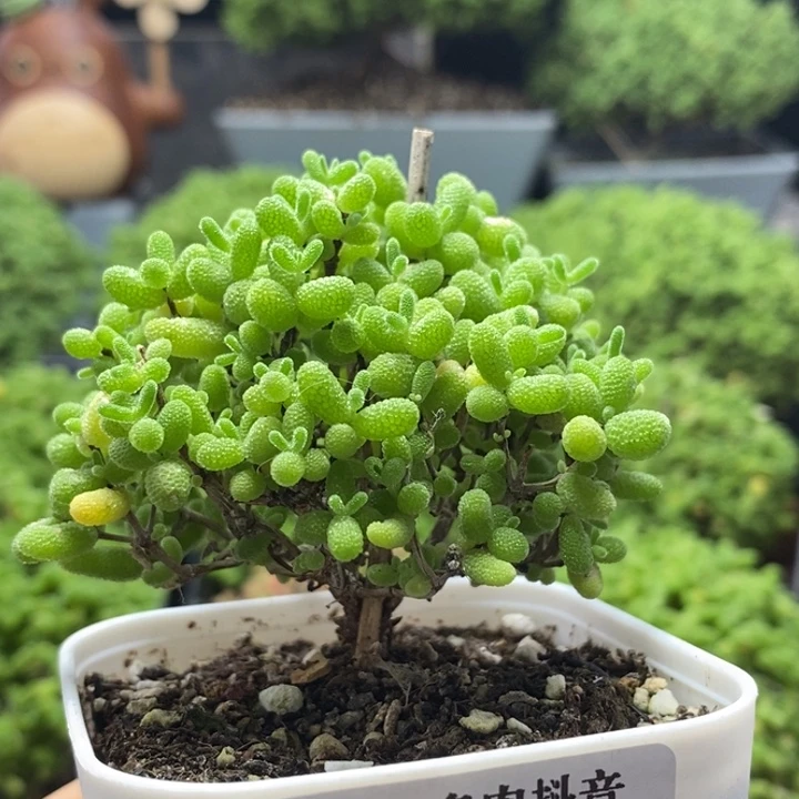 蜜橘糖球8205枝干番杏