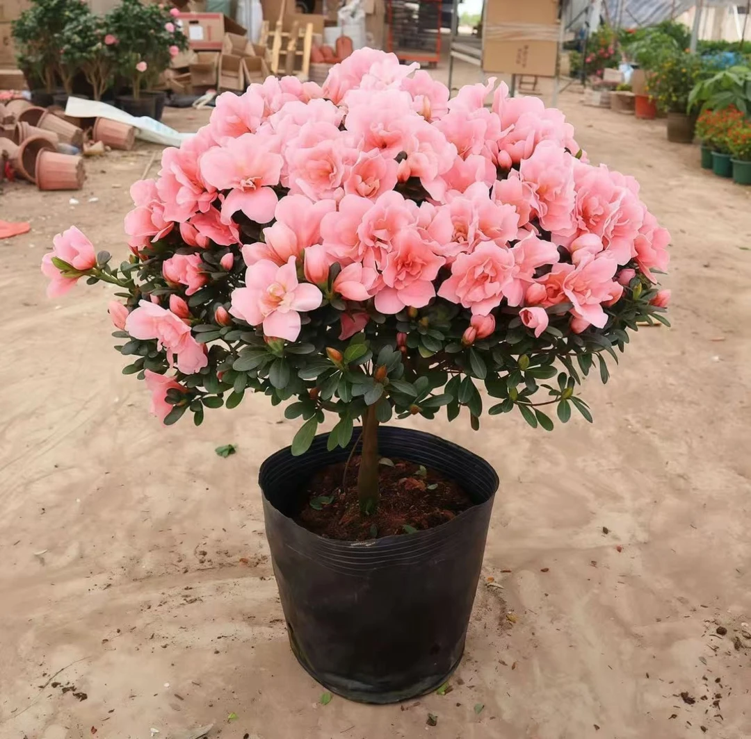 【杜鹃花】盆栽室内外绿植庭院阳台花卉好养植物