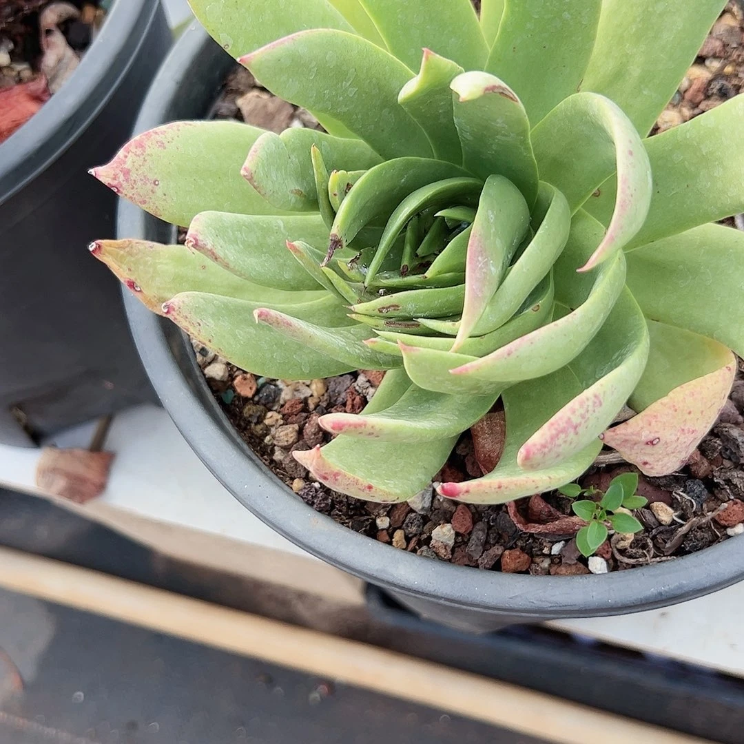 野生进口仙女杯一株