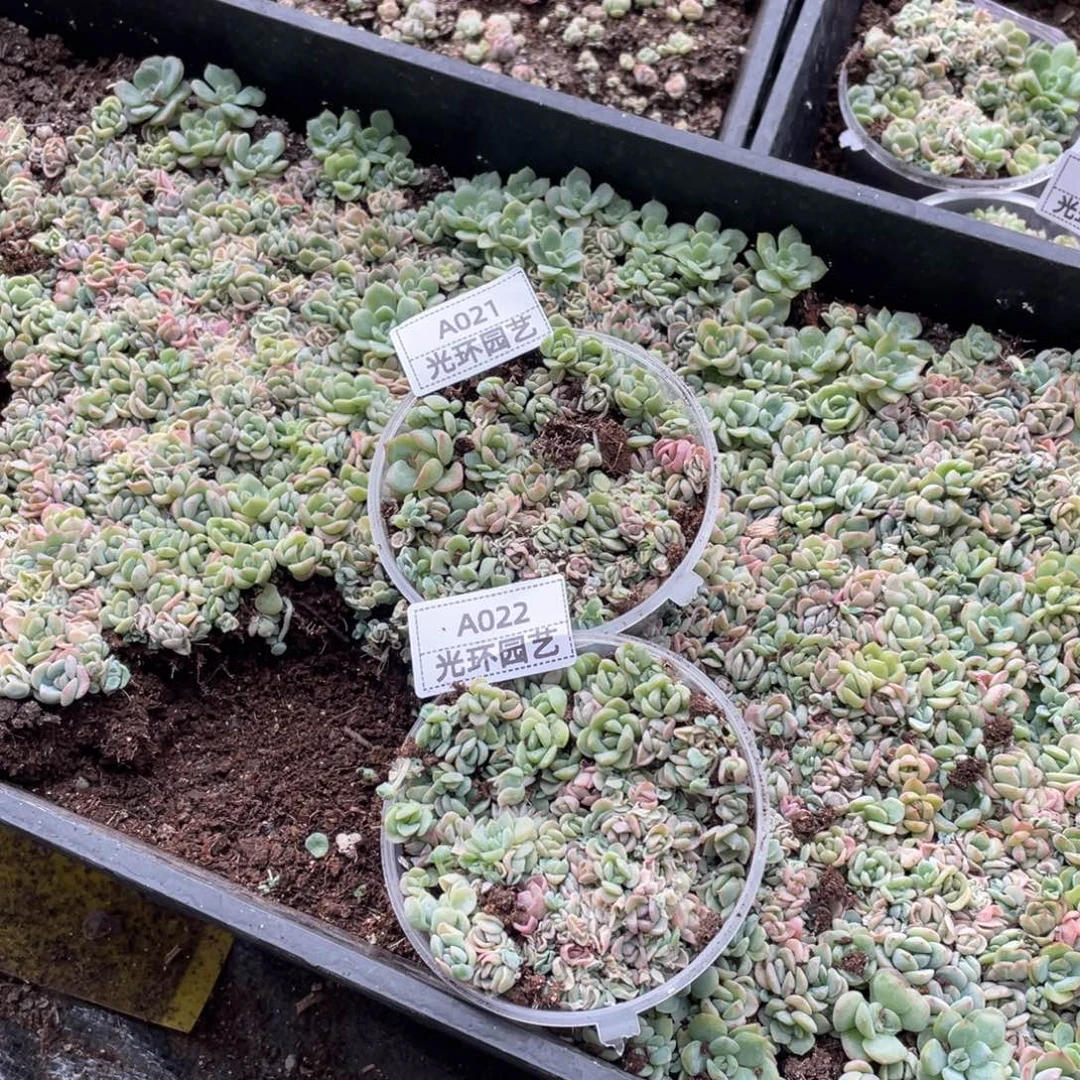 吾***荷021 022两份转拍包邮