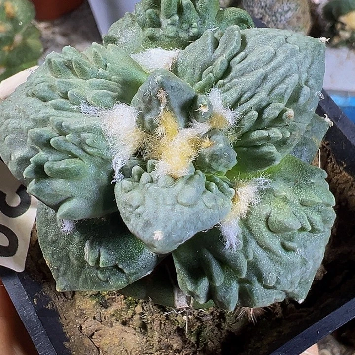 怒涛038仙人球开花