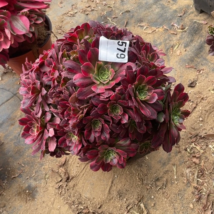 多肉安纳法师579