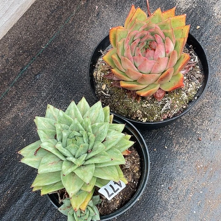 若如东云组拍477