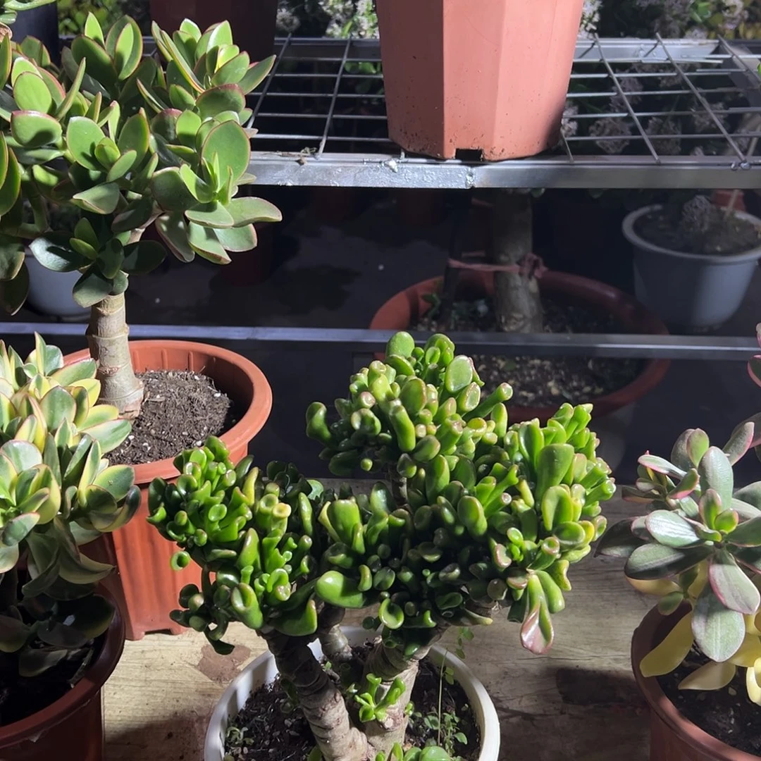 菠***蜜稀有马蹄吸财树带盆发货1986