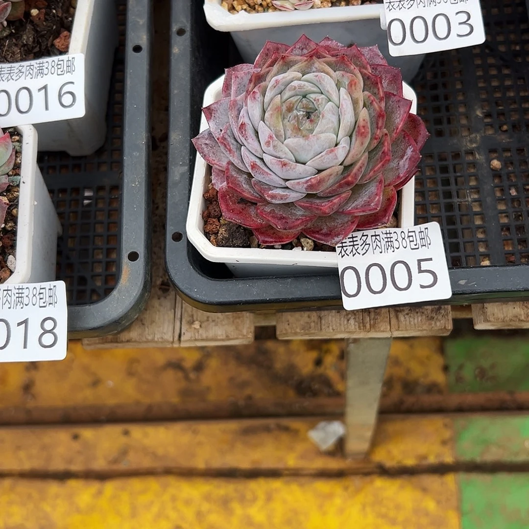 小***福多肉一物一拍植物0005