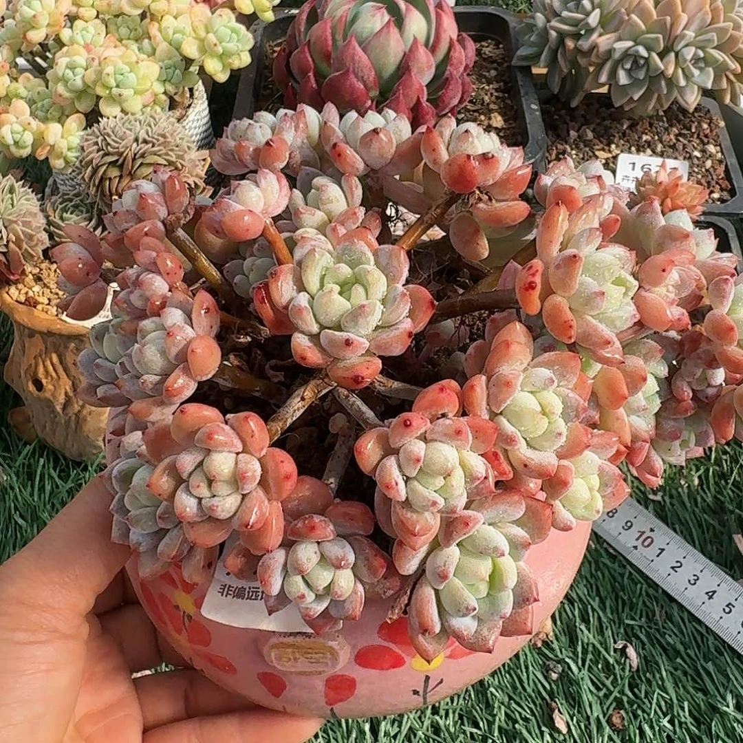 1511一物一拍（满28包邮¥