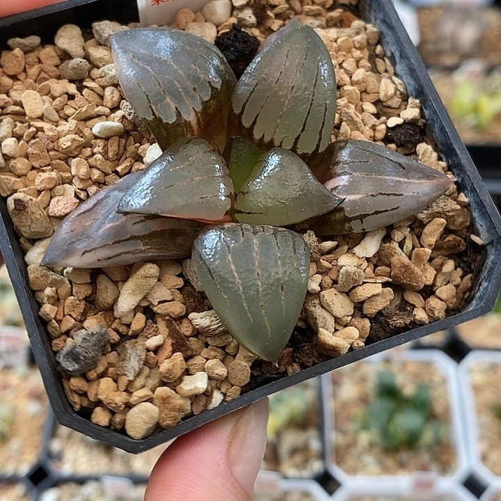 770阿房宫寿锦一物一拍