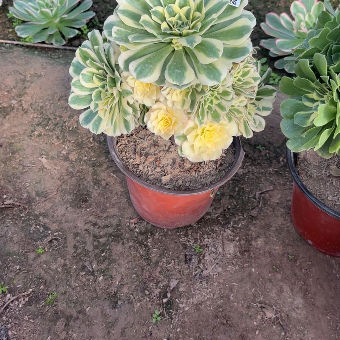 M. 2526迈巴赫多肉，cad