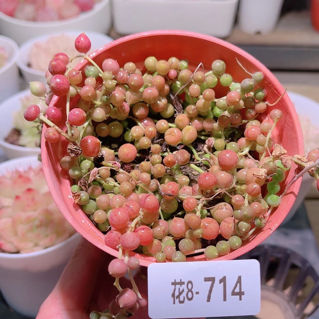 花利美8-714佛珠