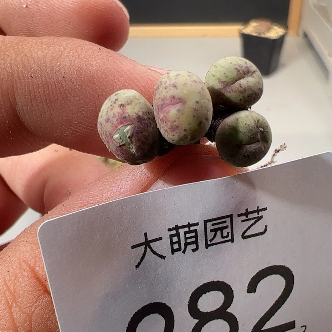 0000282 一物一拍……