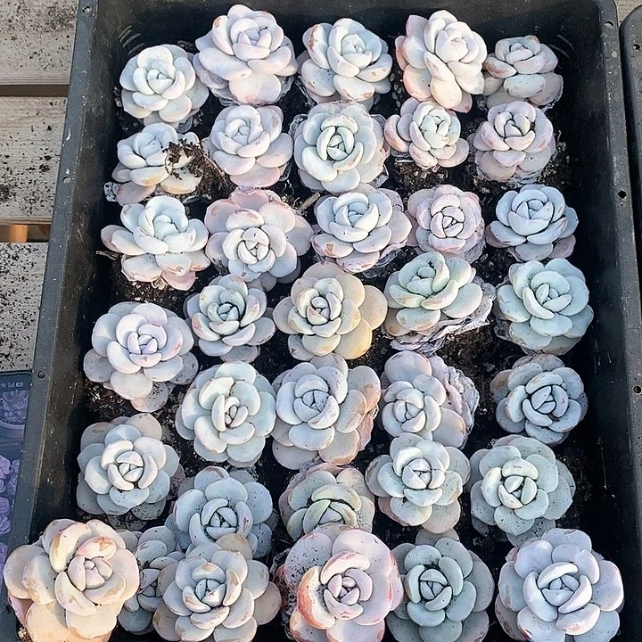 最后一框精控雪莲35颗