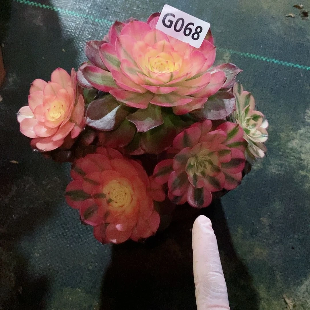 红陶@*儿068荔枝3冠服15:6