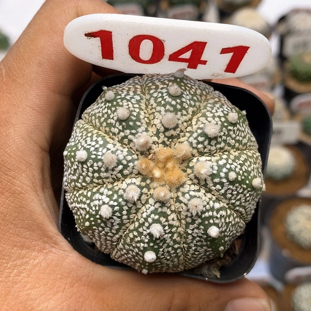 1041福利特价来了哦耶