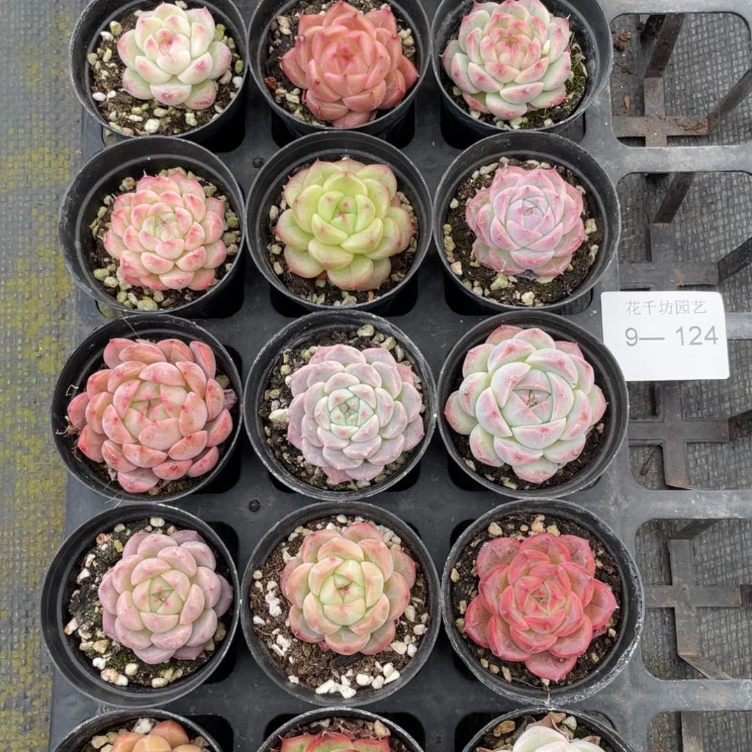 一物一拍18颗9-124