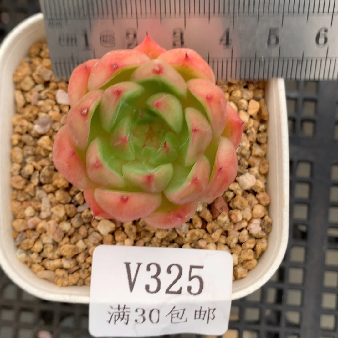 325。明兰珍妮。珍妮多肉。