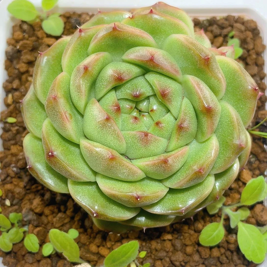 505翡冷翠母本哈哈哈