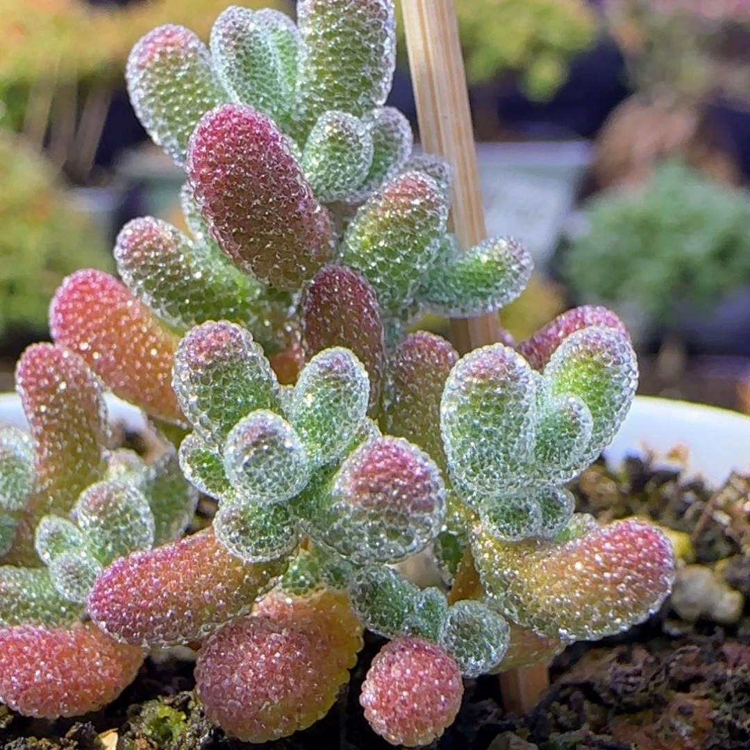 dy1028实生冰晶（摸仙彩石）