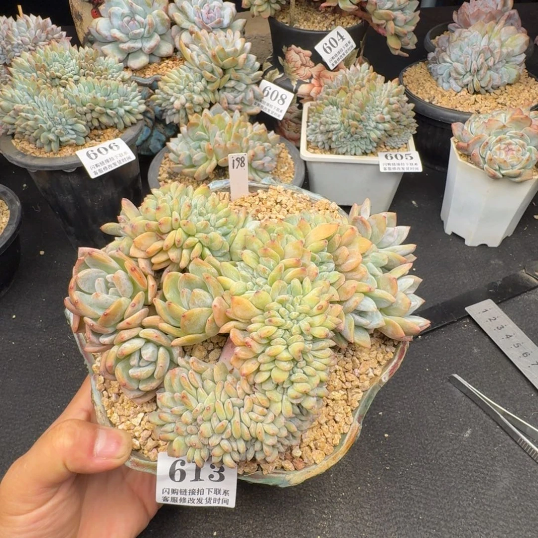 613星影缀化无砍18cm左右