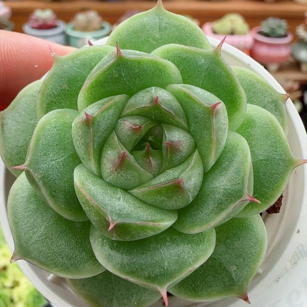 花语逸镜0826-花语147包子麦秆