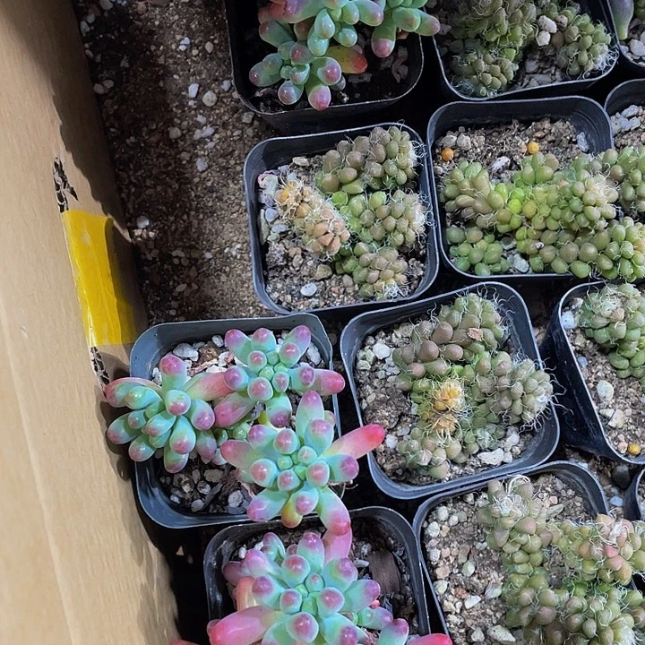 6.5方乙女心带盆土发